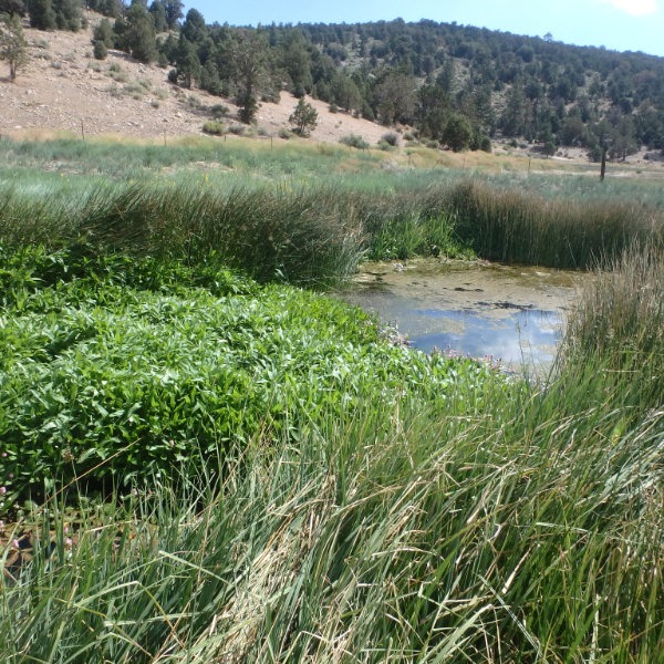 Shay Pond Project